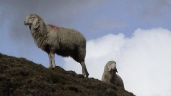 Szenenbild aus „Wolkenschafe“